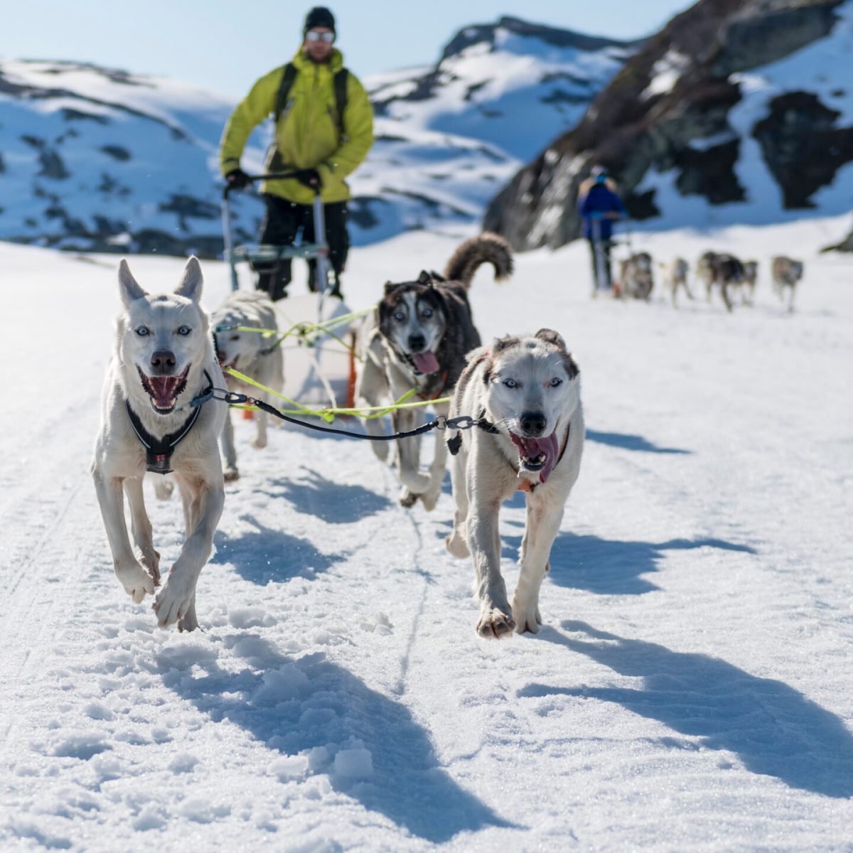 a dog that is covered in snow