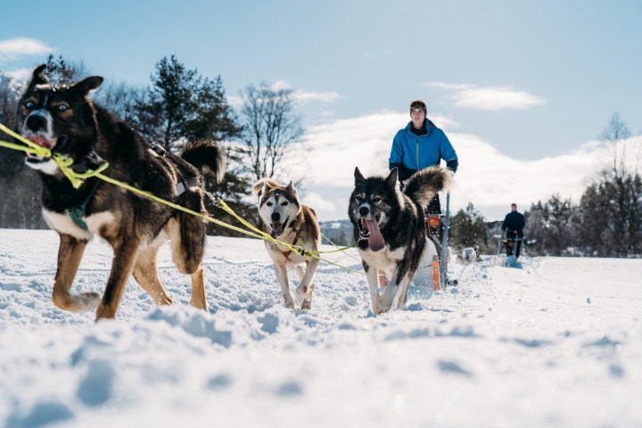 Dogs pulling sled in snow with people riding in the background under a clear sky.
