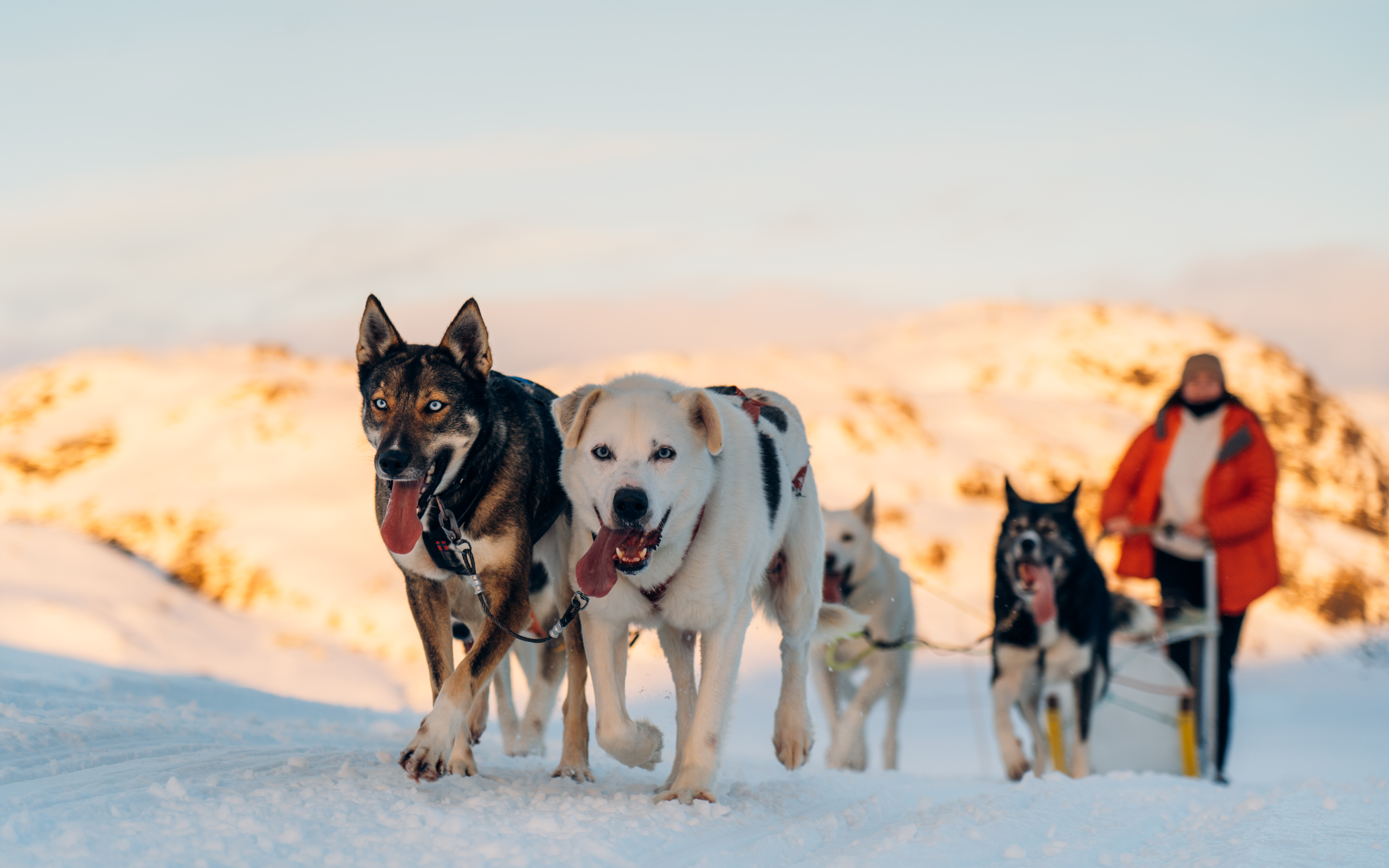 Mountain Dog Sled Adventure, Tonstad | Sirdal Huskyfarm