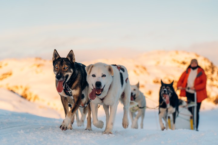 Sled dogs running in snow with a person in a red jacket on sled in the background, snowy mountains visible.
