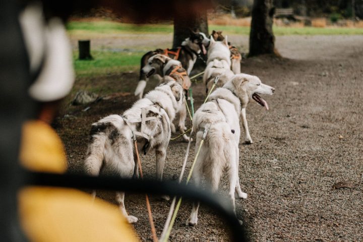 a person riding a sled pulled by huskies