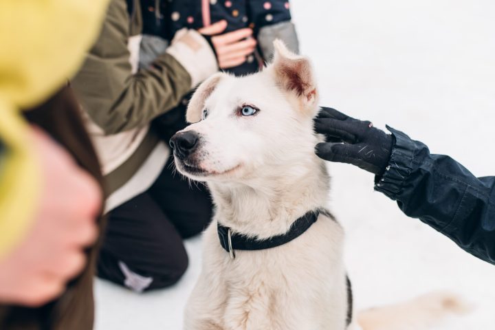 a person holding a dog