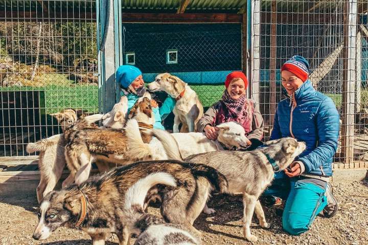 a group of people surrounded with dogs