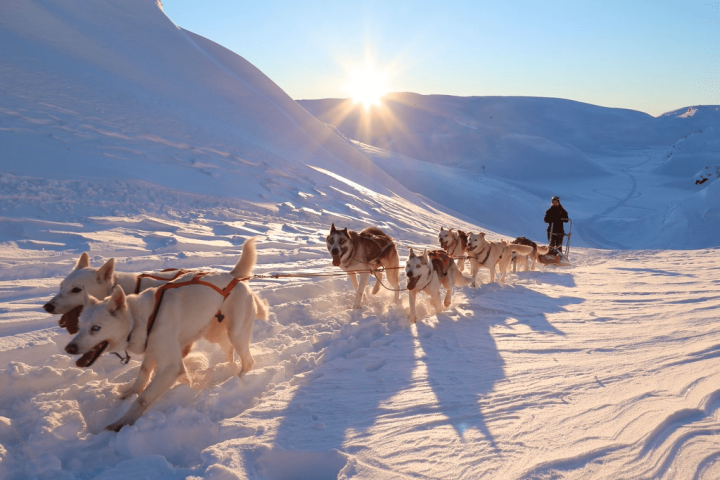 a person riding a sled pulled by huskies