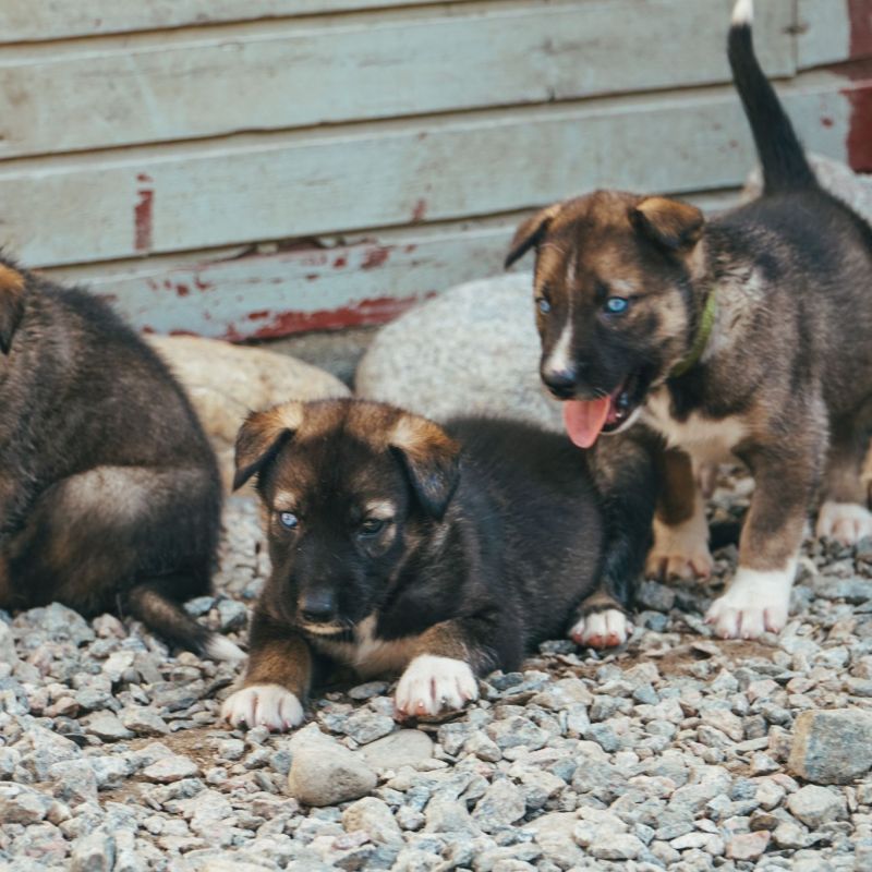 a pack of dogs lying on the ground