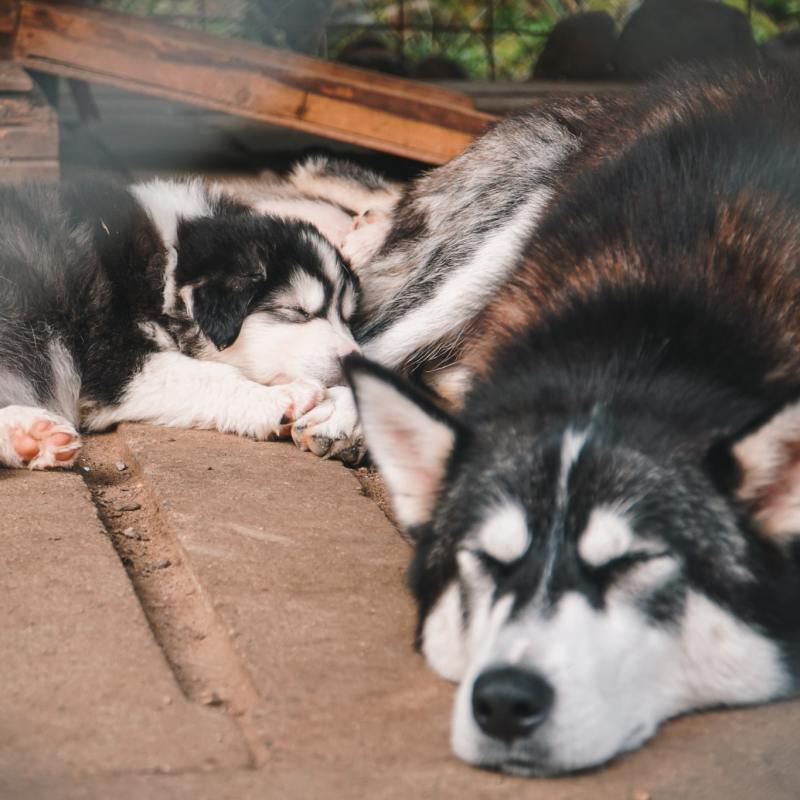 dogs lying on the ground