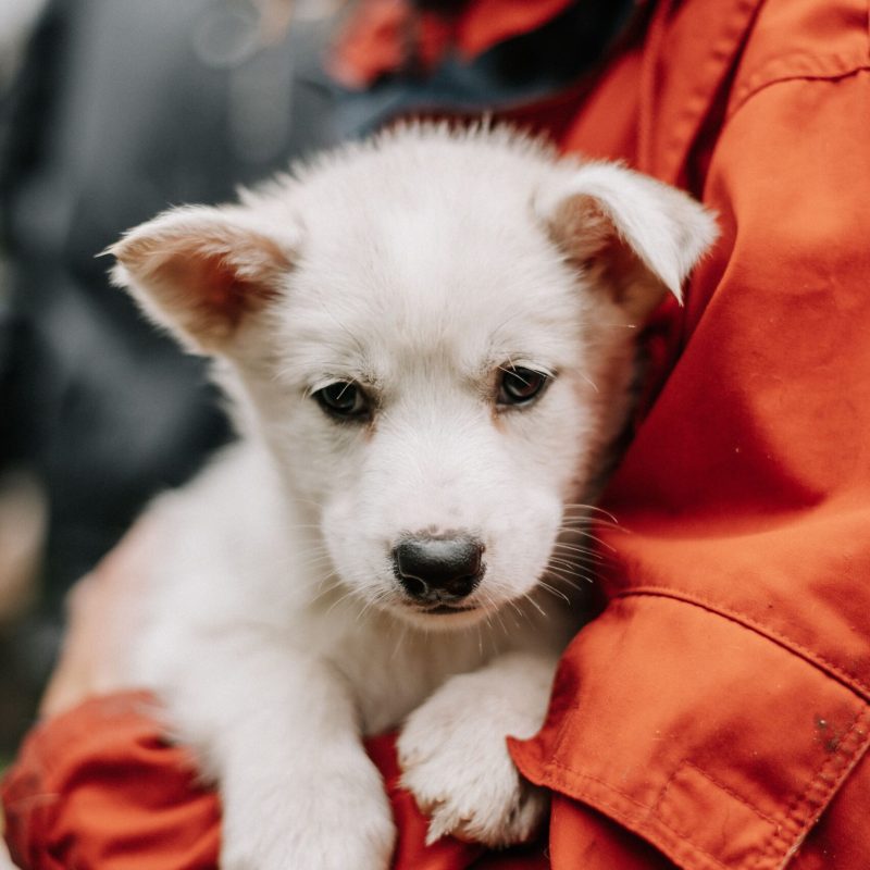 a person holding a dog