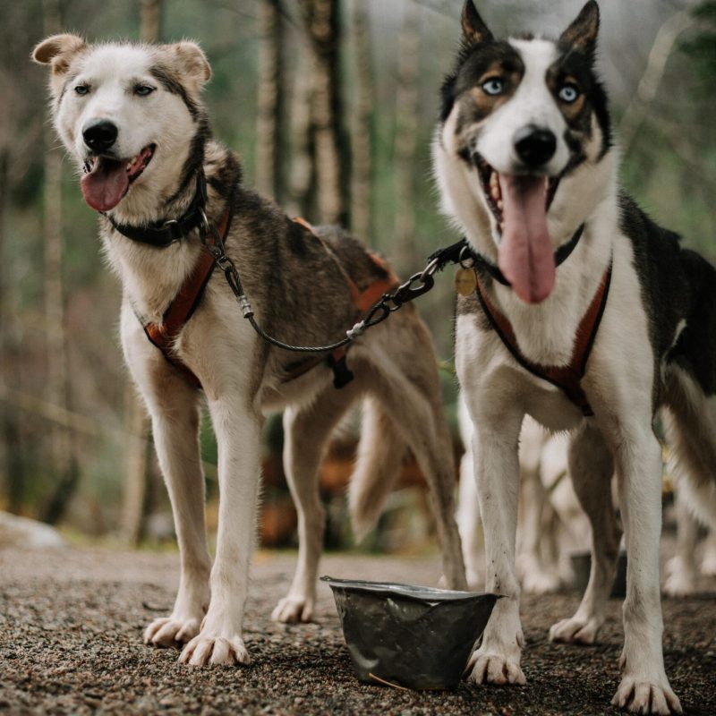 a pack of dogs standing on a field