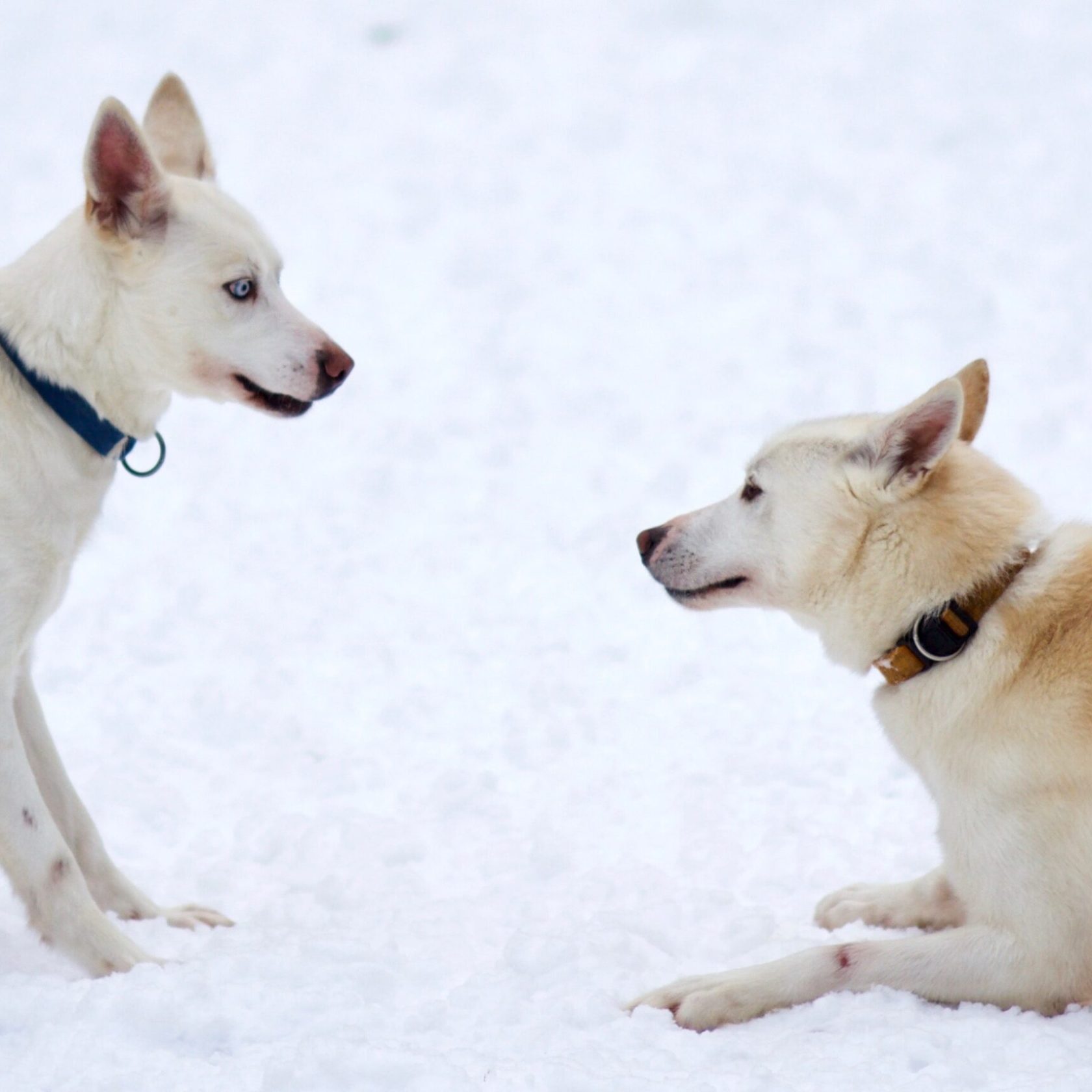 a dog sitting in the snow