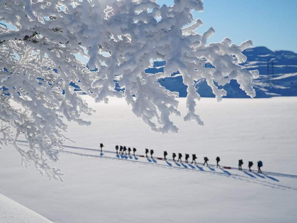 a flock of seagulls are standing in the snow
