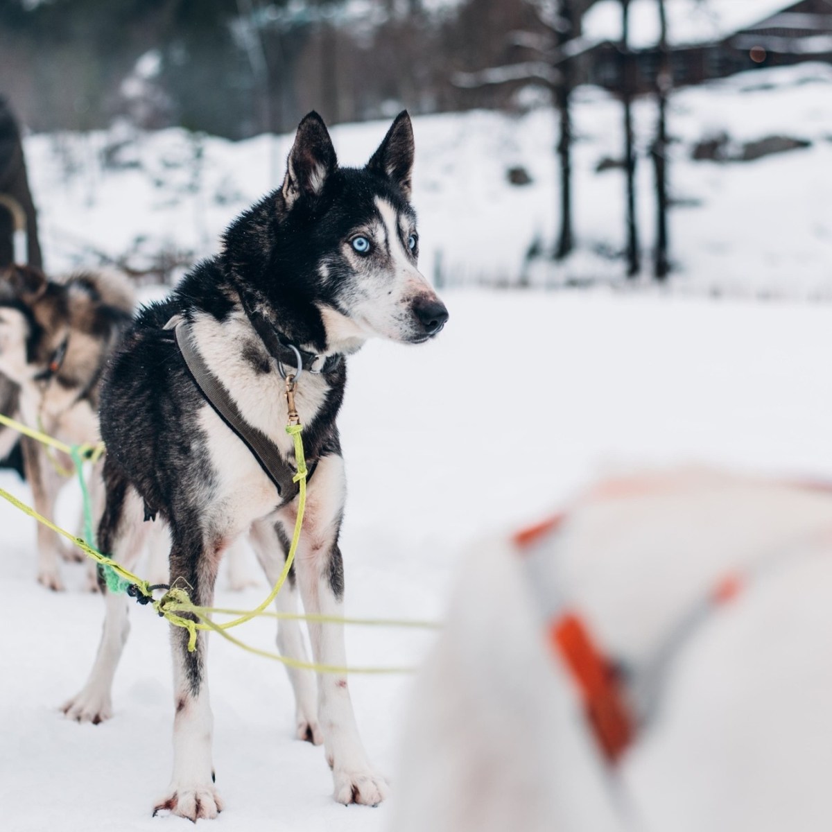a dog sitting in the snow