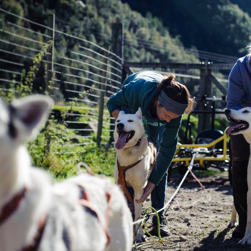 Two people harnessing sled dogs outdoors on a sunny day.