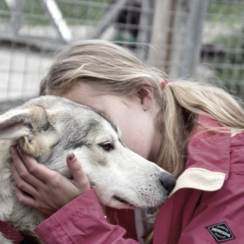 Person in red jacket hugging a gray and white dog near a fence.