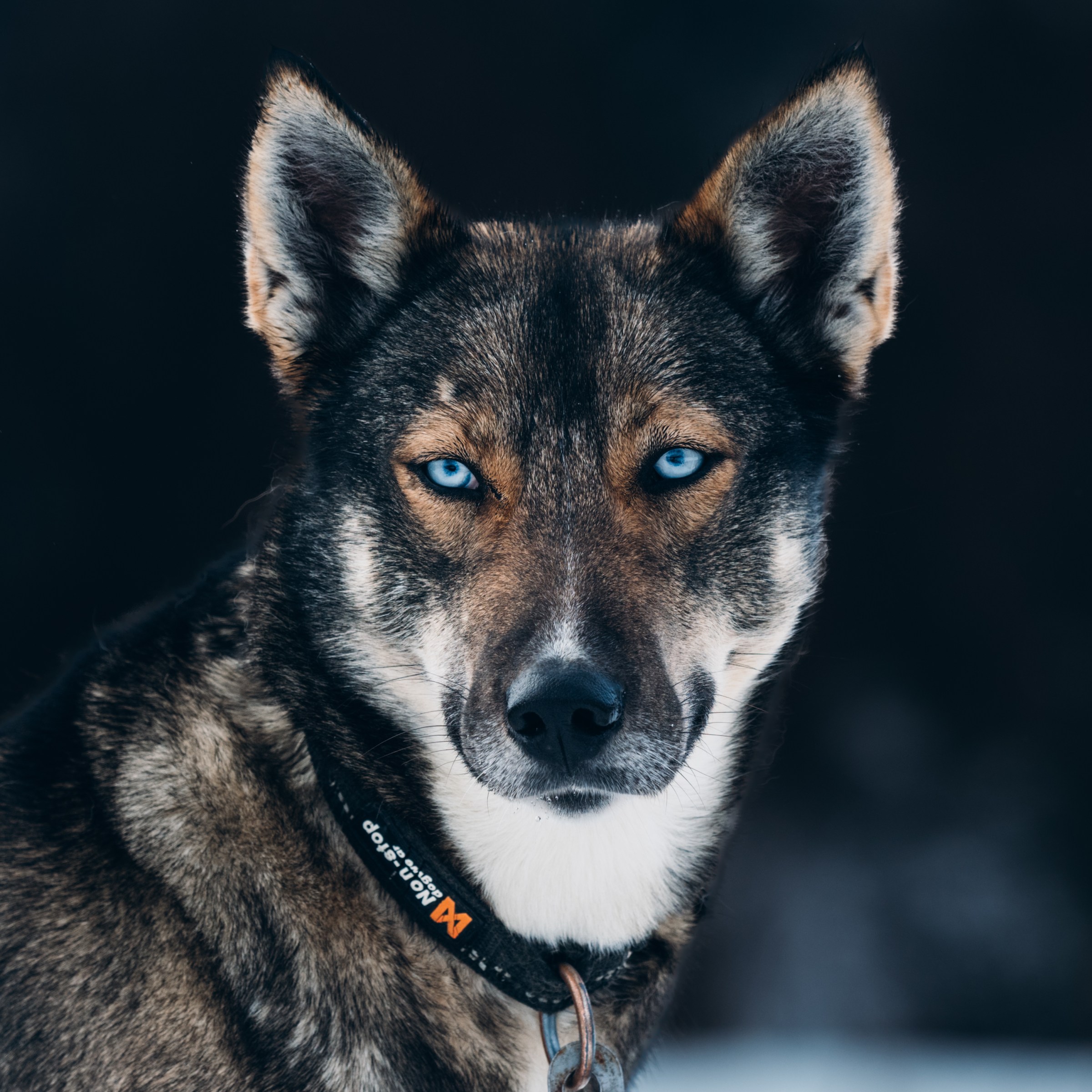 Close-up of a dog with blue eyes and brown fur, wearing a collar.