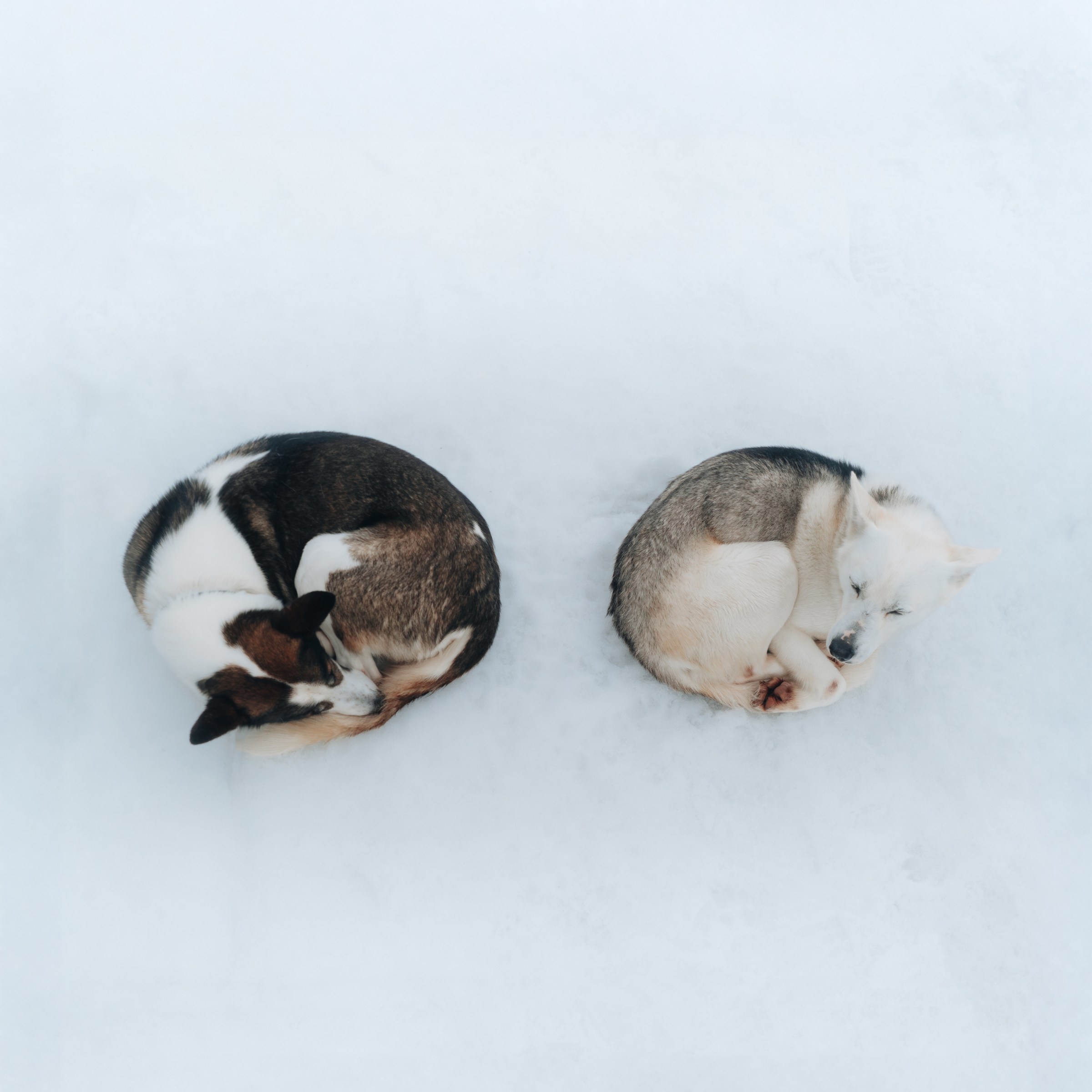 Two dogs curled up sleeping on snow-covered ground.