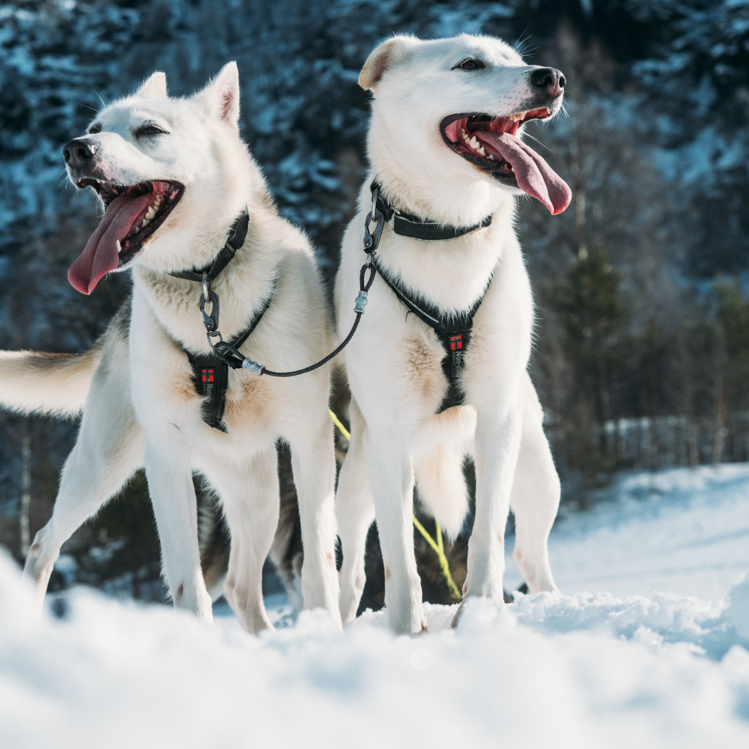 Two white sled dogs with tongues out stand in snow, connected by a harness.