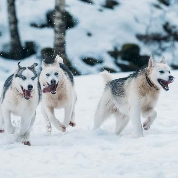 Three Siberian Huskies playing in the snow.