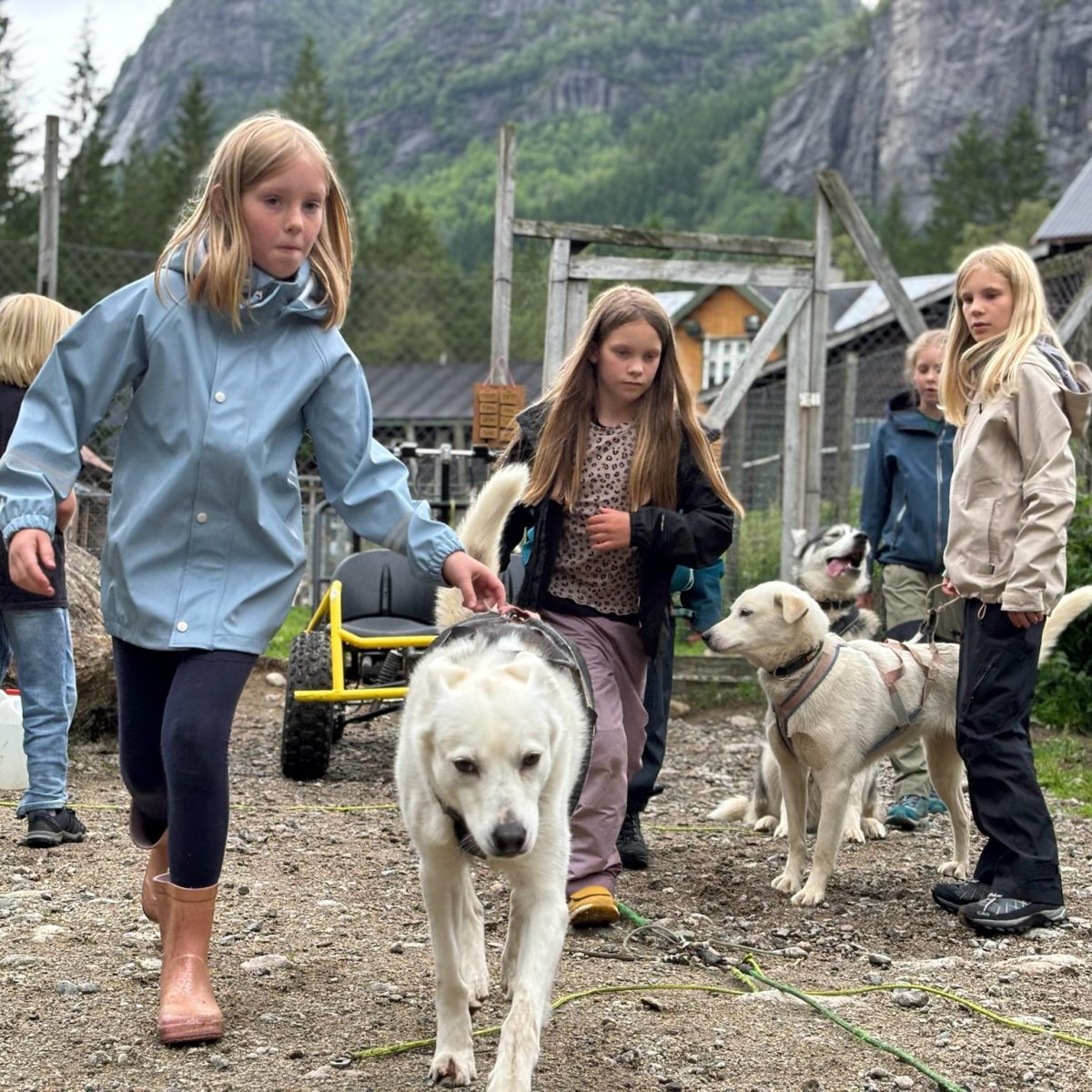Children walking with sled dogs near a mountain and wooden fences.