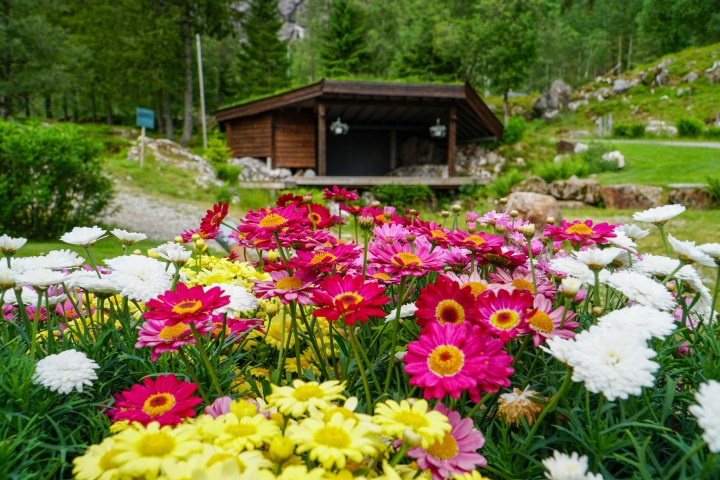 Colorful flowers with a wooden shed in a lush garden setting.