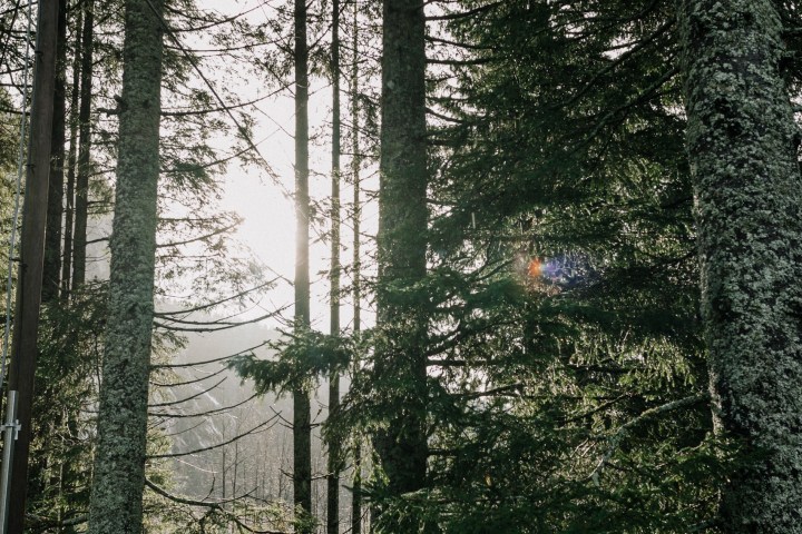 Tall, slender trees in a forest with sunlight peeking through.